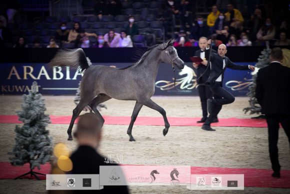 عز الخشاب (ايمرالد جي x ملكة الملوك) مربط الخشاب- الكويت