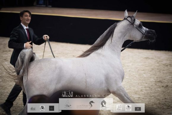 دي شرار (دي سراج x اف تي شيلا) مربط دبي – الإمارات.