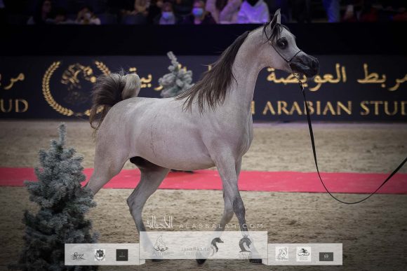 دي شرار (دي سراج x اف تي شيلا) مربط دبي – الإمارات.