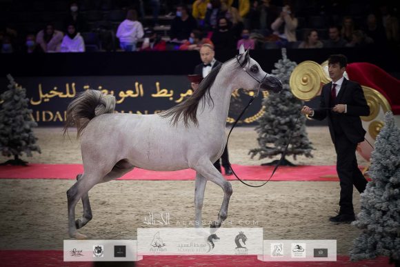 دي شرار (دي سراج x اف تي شيلا) مربط دبي – الإمارات.