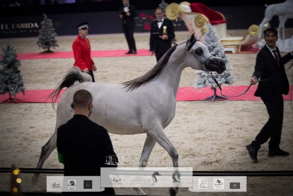 دي شرار (دي سراج x اف تي شيلا) مربط دبي – الإمارات.