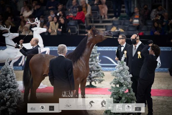 ليهون (اف ايه الرشيم x أراجيا فانيلا) مزرعة الجاسمية- قطر