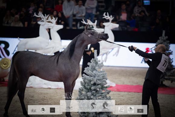 عز الخشاب (ايمرالد جي x ملكة الملوك) مربط الخشاب- الكويت