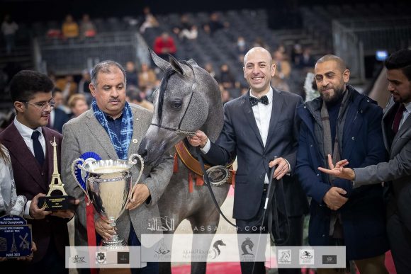 عز الخشاب (ايمرالد جي x ملكة الملوك) مربط الخشاب- الكويت