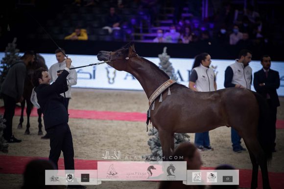 ليهون (اف ايه الرشيم x أراجيا فانيلا) مزرعة الجاسمية- قطر