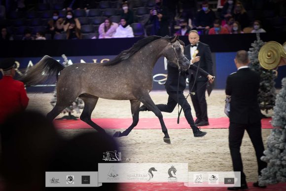 آر دي اس ارماني (اكسكاليبور ايه إي x ستيلريس بي بي ايه) مزرعة الجاسمية – قطر