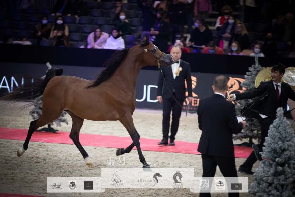 دي شيماز (اف ايه الرشيم x ليدي فيرونيكا) مربط دبي – الإمارات