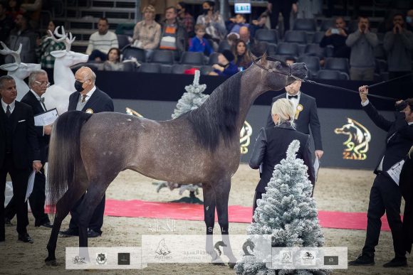 آر دي اس ارماني (اكسكاليبور ايه إي x ستيلريس بي بي ايه) مزرعة الجاسمية – قطر