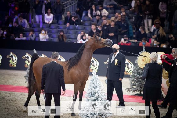 دي شيماز (اف ايه الرشيم x ليدي فيرونيكا) مربط دبي – الإمارات