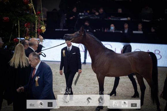 دي مزيان (اف ايه الرشيم x دي مازيا) مربط الشيخ
