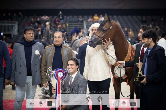 دي شيماز (اف ايه الرشيم x ليدي فيرونيكا) مربط دبي – الإمارات