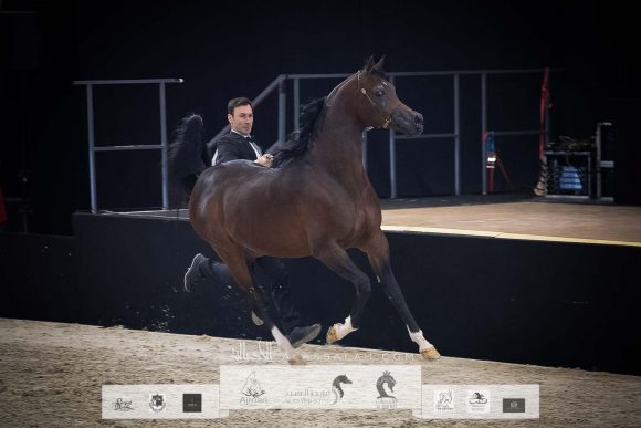 اكواتور (كيو آر مارك x اكليبتايكا) مربط الراجحيات- السعودية