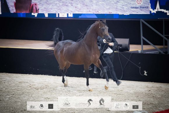 اكواتور (كيو آر مارك x اكليبتايكا) مربط الراجحيات- السعودية