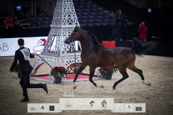 اكواتور (كيو آر مارك x اكليبتايكا) مربط الراجحيات- السعودية