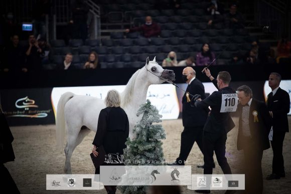 حربي العدوان (عصفور الوعب x وضحة العدوان) مربط عدوان بشير – الكويت
