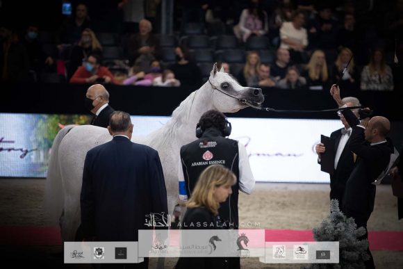 شاكار بغيسوس ( شايز المادان x جميل بيغسوس) مربط الخشاب- الكويت