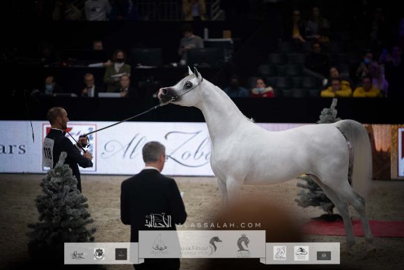  إي اس حرير (ع ج دينار x تي اف ماغنومس ماجيك) مربط أكمل- السعودية