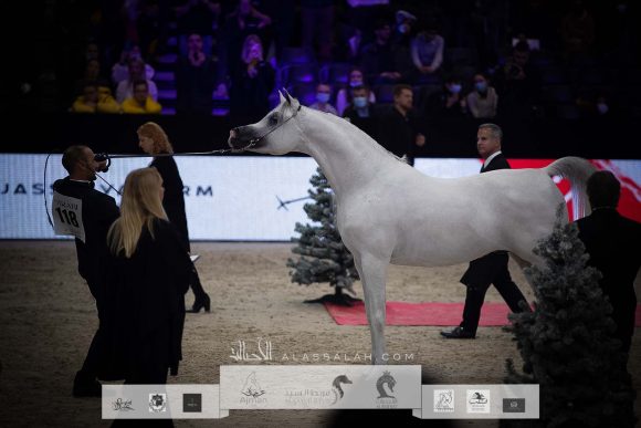  إي اس حرير (ع ج دينار x تي اف ماغنومس ماجيك) مربط أكمل- السعودية
