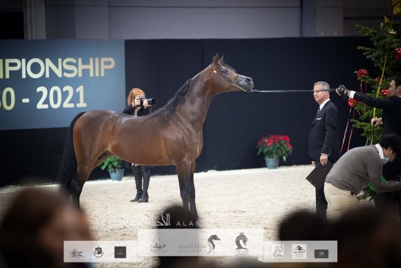 اكواتور (كيو آر مارك x اكليبتايكا) مربط الراجحيات- السعودية