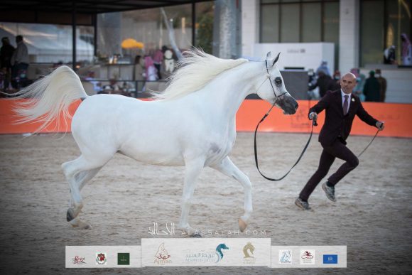 ال ايه ايرا دي اكسكالبير