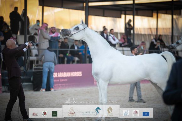 ال ايه ايرا دي اكسكالبير