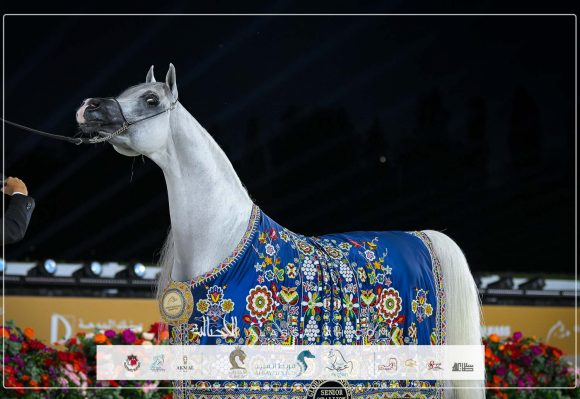 النتائج النهائية بالصور لجولة الجياد العربية – براغ 2025… وأبوظبي تستضيف افتتاح موسم 2026