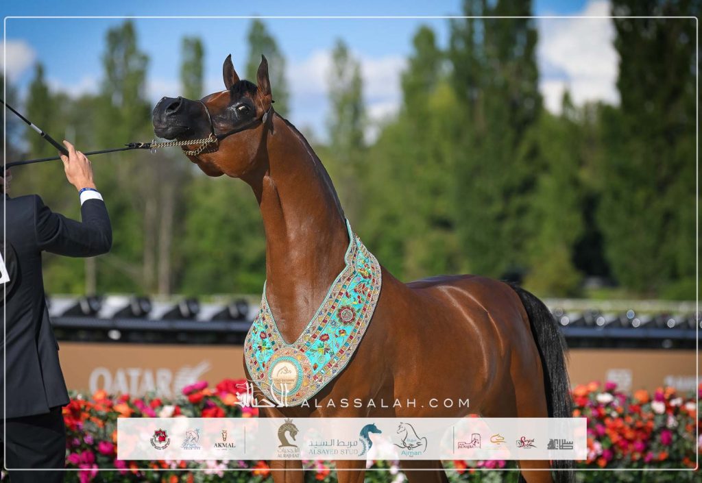 ShahalelAlShaqab_EIH_4392