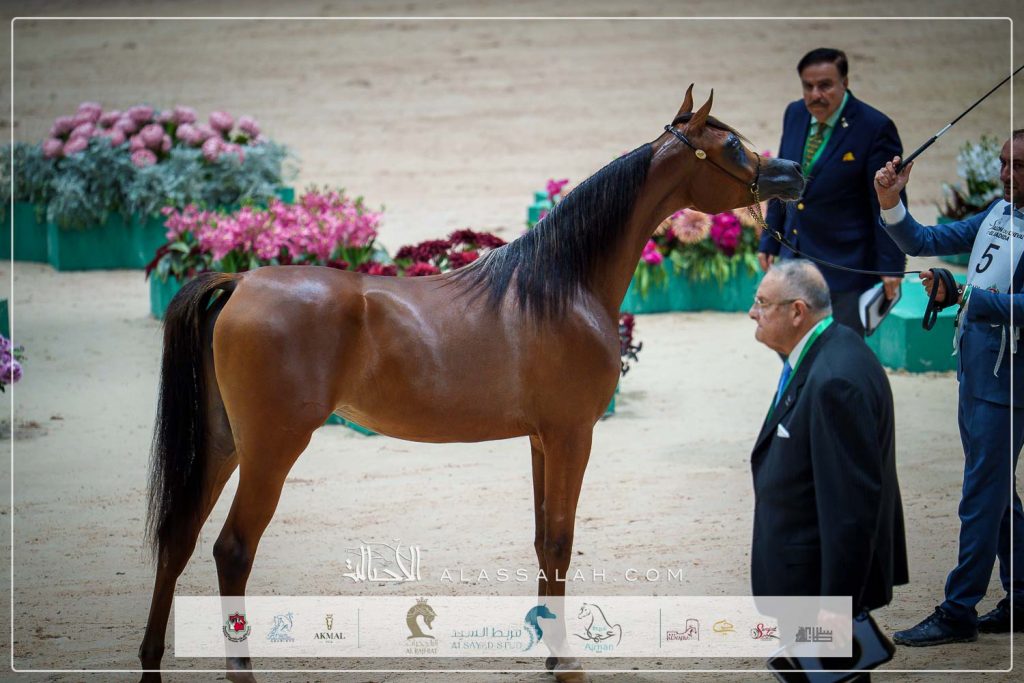 ع ج مرموقة (اف ايه الرشيم x ع ج سيفورا) مربط عجمان – الإمارات.