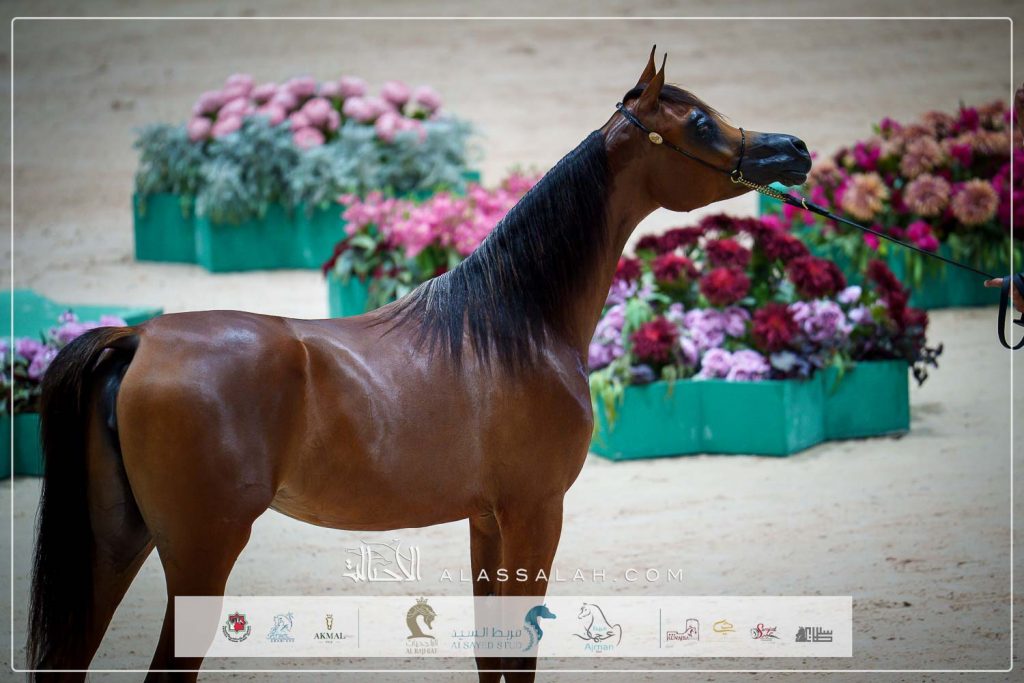 ع ج مرموقة (اف ايه الرشيم x ع ج سيفورا) مربط عجمان – الإمارات.