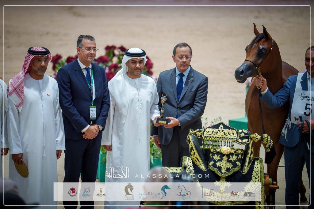 ع ج مرموقة (اف ايه الرشيم x ع ج سيفورا) مربط عجمان – الإمارات.