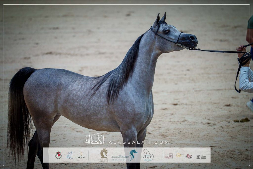 دي ضو ( دي سراج x دي فنانة) مربط دبي – الإمارات.