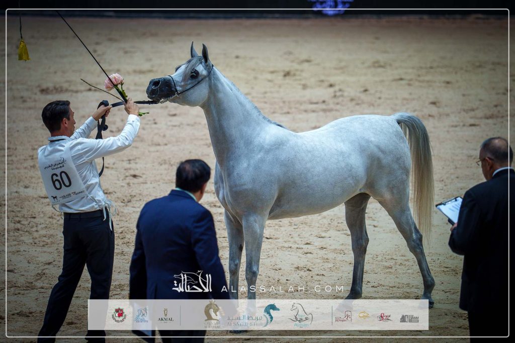 بي دبليو ديما (ع ج كفو x دي نمار) علي سالم الكعبي- الامارات.