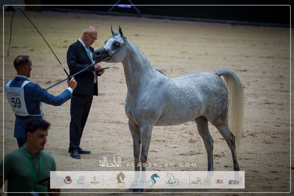 ع ج ليما (ع ج كفو x تي اتش لاماندا) مربط عجمان- الإمارات.