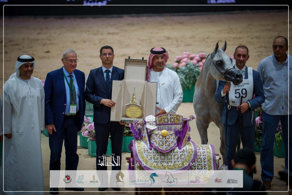 ع ج ليما (ع ج كفو x تي اتش لاماندا) مربط عجمان- الإمارات.