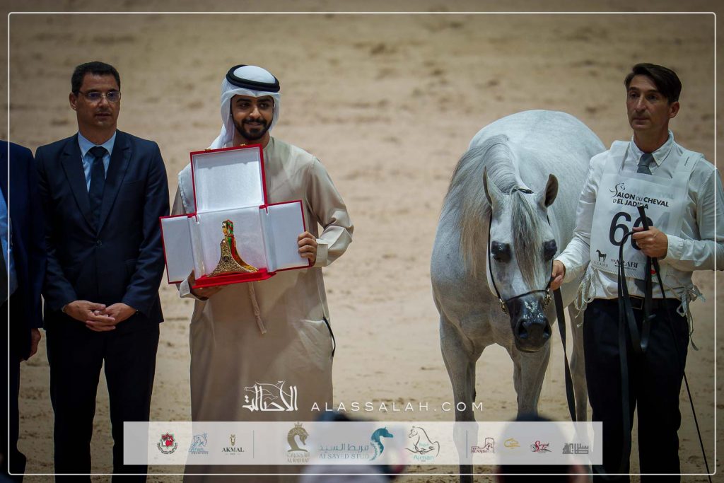 بي دبليو ديما (ع ج كفو x دي نمار) علي سالم الكعبي- الامارات.