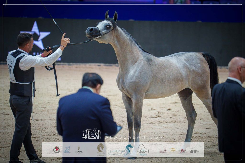 خلدون البداير (دي مزيان x خميلة البداير) ماثيو ميلو – فرنسا.