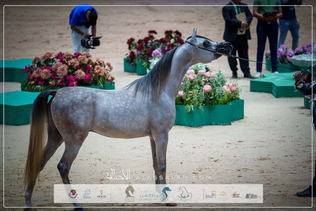 ع ج ربدان ( ع ج نواش x ع ج اماندرا) مربط عجمان – الإمارات.