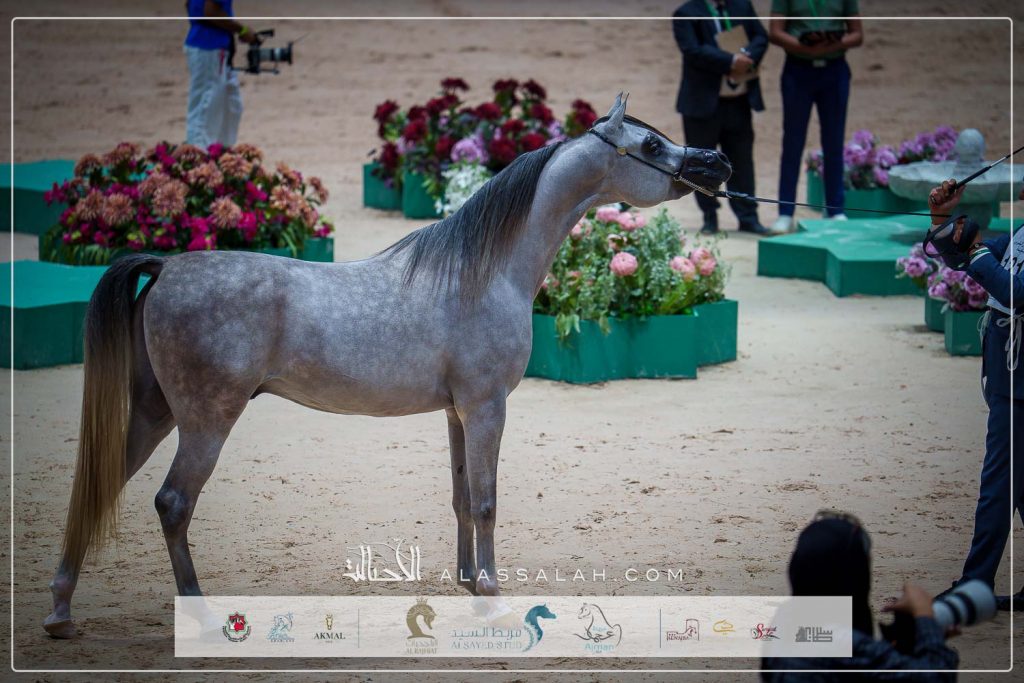 ع ج ربدان ( ع ج نواش x ع ج اماندرا) مربط عجمان – الإمارات.