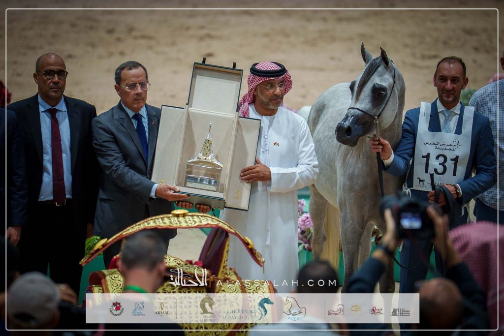 ع ج ربدان ( ع ج نواش x ع ج اماندرا) مربط عجمان – الإمارات.