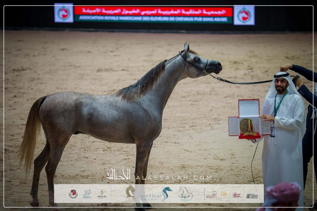 سيمنار البداير ( ع ج ردمان X ع ج سما) مربط الهيبة – الإمارات.