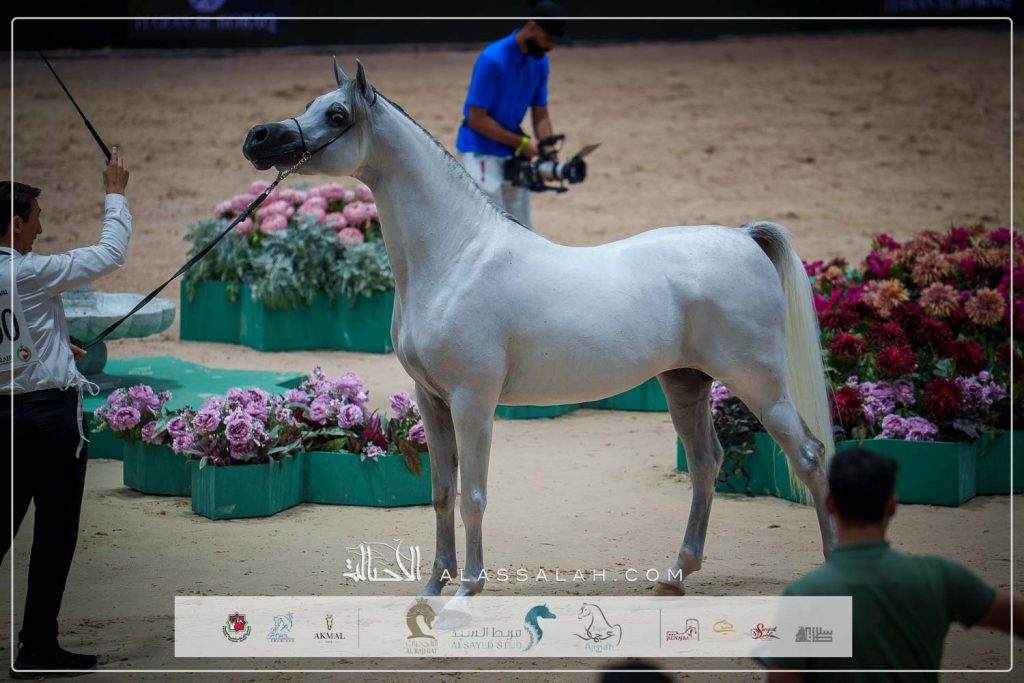 دي شرار ( دي سراج x اف تي شيلا) 92.50، مربط دبي –الإمارات.