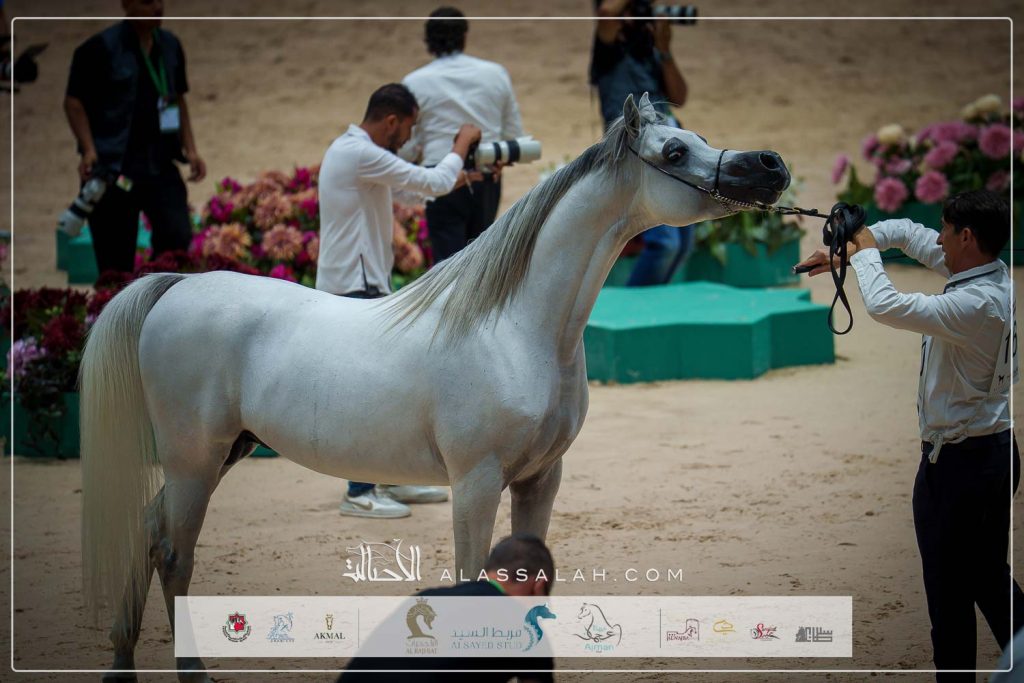 دي شرار ( دي سراج x اف تي شيلا) 92.50، مربط دبي –الإمارات.