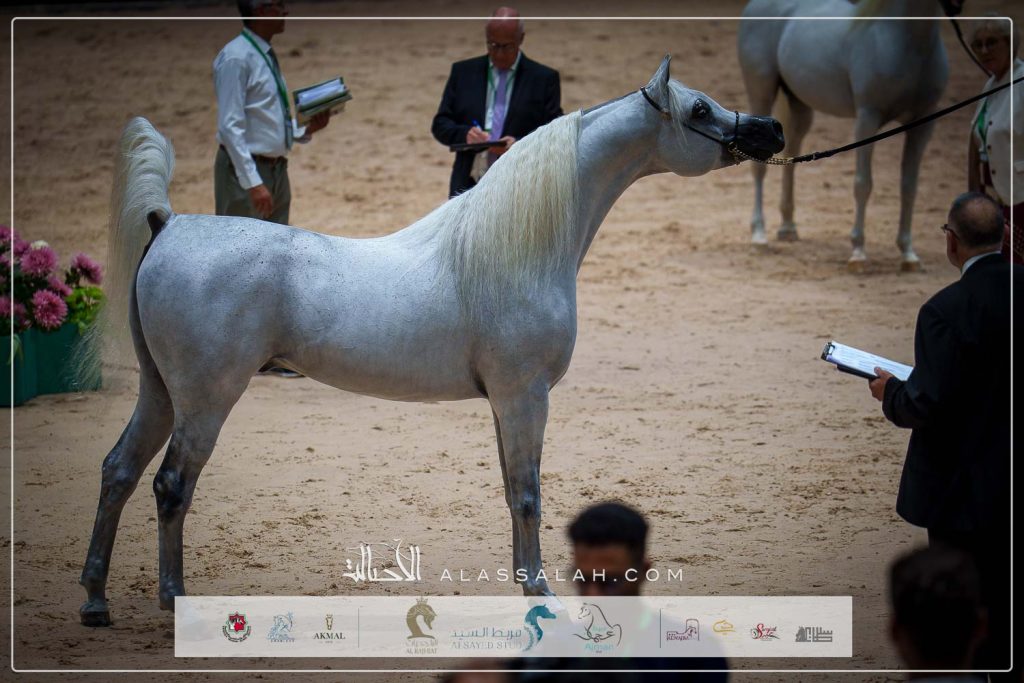 اي كيه اس فراج (ابن فريد x اي كيه اس بنت حلوة) المرابط الملكية بوزنيقة- المغرب.