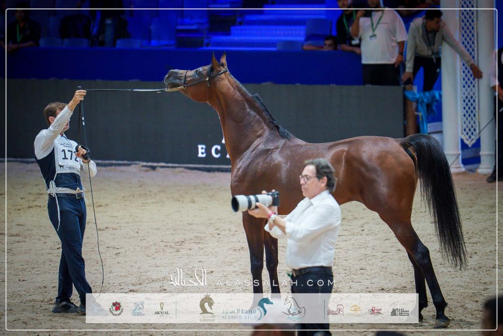 لزيز الشحانية ( اي كيه اس اليهاندرو x زد تي مكابي) بيكو جيلبرت- فرنسا.