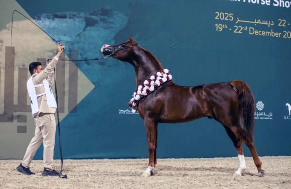 النتائج النهائية لبطولة الدوحة الدولية الخامسة للخيل العربية الأصيلة 2025