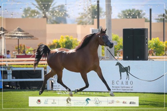 الرياض تستضيف العرض الدولي الثامن لجمال الخيل العربية 2025