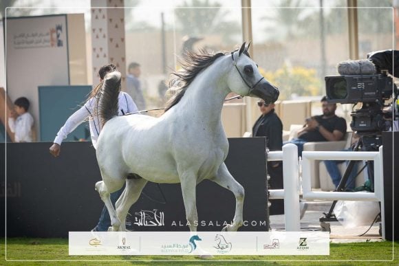 صور مقتطفة لليوم الرابع من العرض الدولي الثامن للخيل العربية الأصيلة 2025.