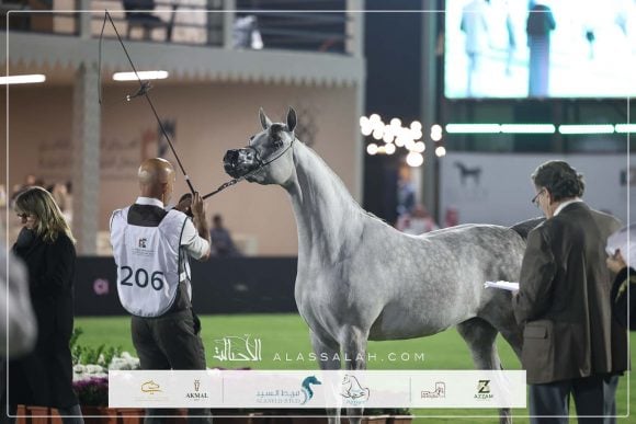 صور مقتطفة لليوم الثاني من العرض الدولي الثامن للخيل العربية الأصيلة 2025