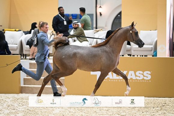 انطلاقة مثيرة لجولة الجياد العربية 2026