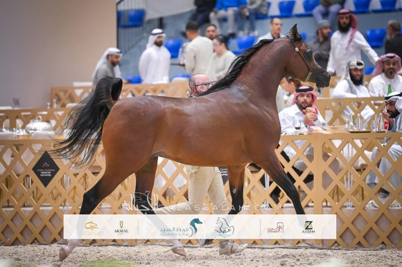 نتائج اليوم الثاني لجولة الجياد العربية 2026